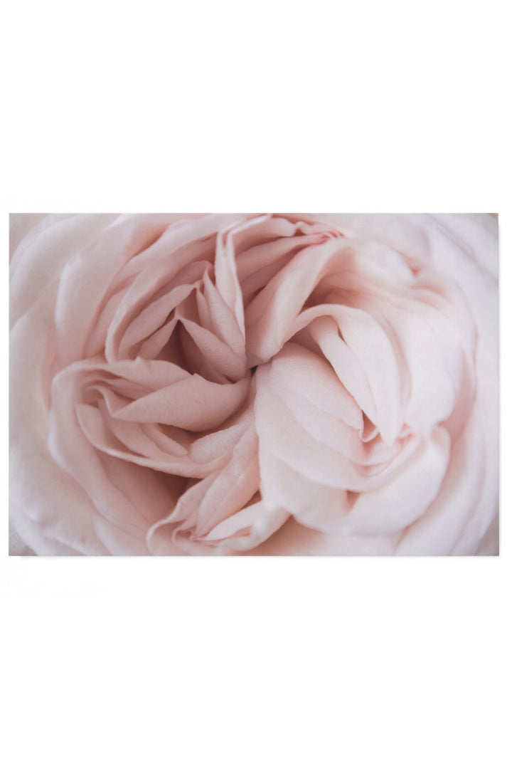 Rosa Rose Nahaufnahme