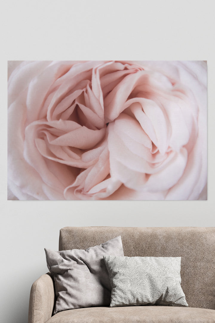 Rosa Rose Nahaufnahme