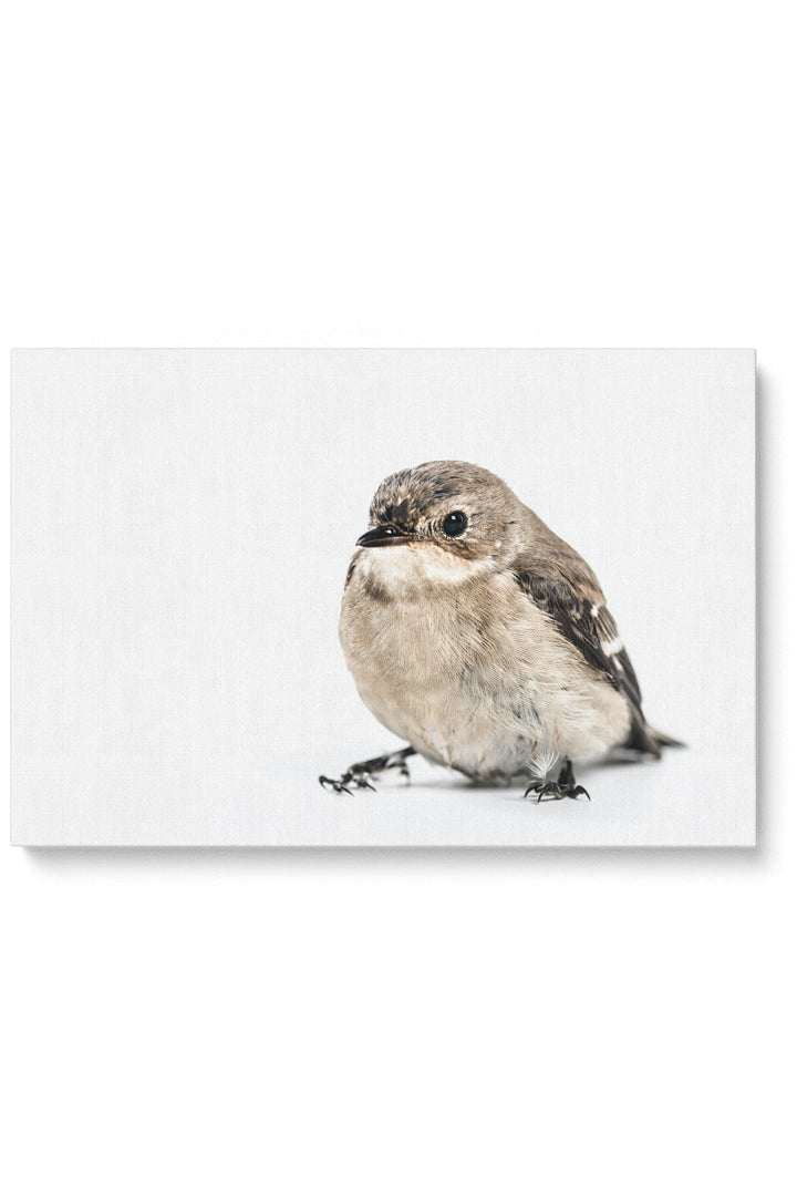 Bird On White
