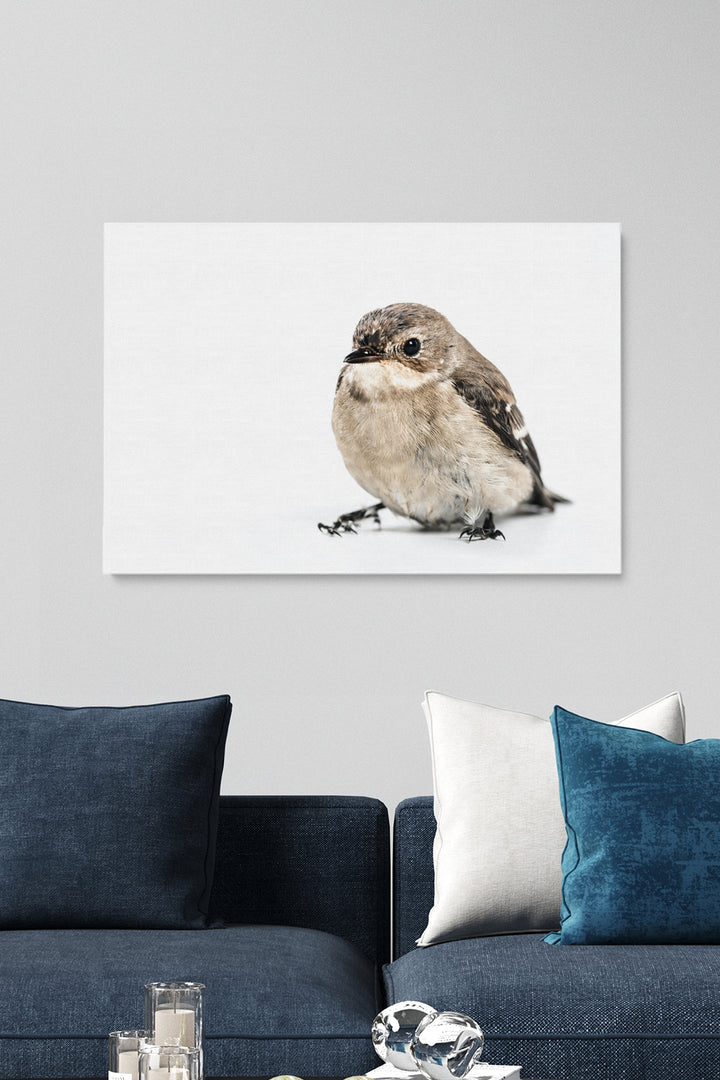 Bird On White