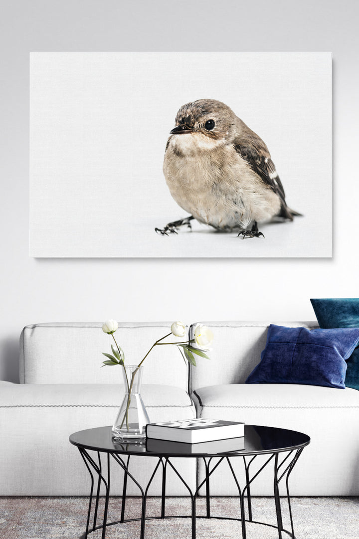 Bird On White