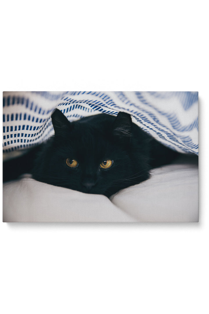 Black Cat Blanket