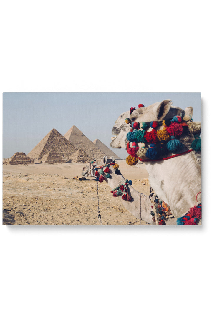 Kamel bei den Pyramiden