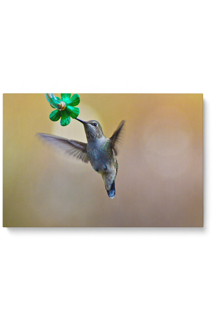 Colibri Eating