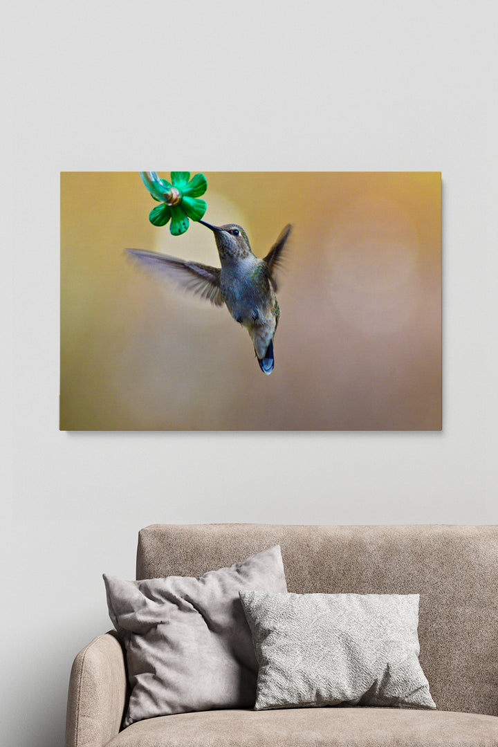Colibri Eating