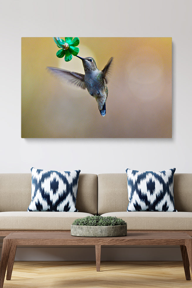 Colibri Eating