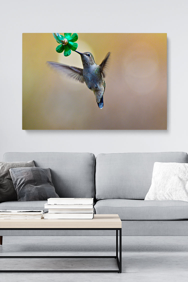 Colibri Eating