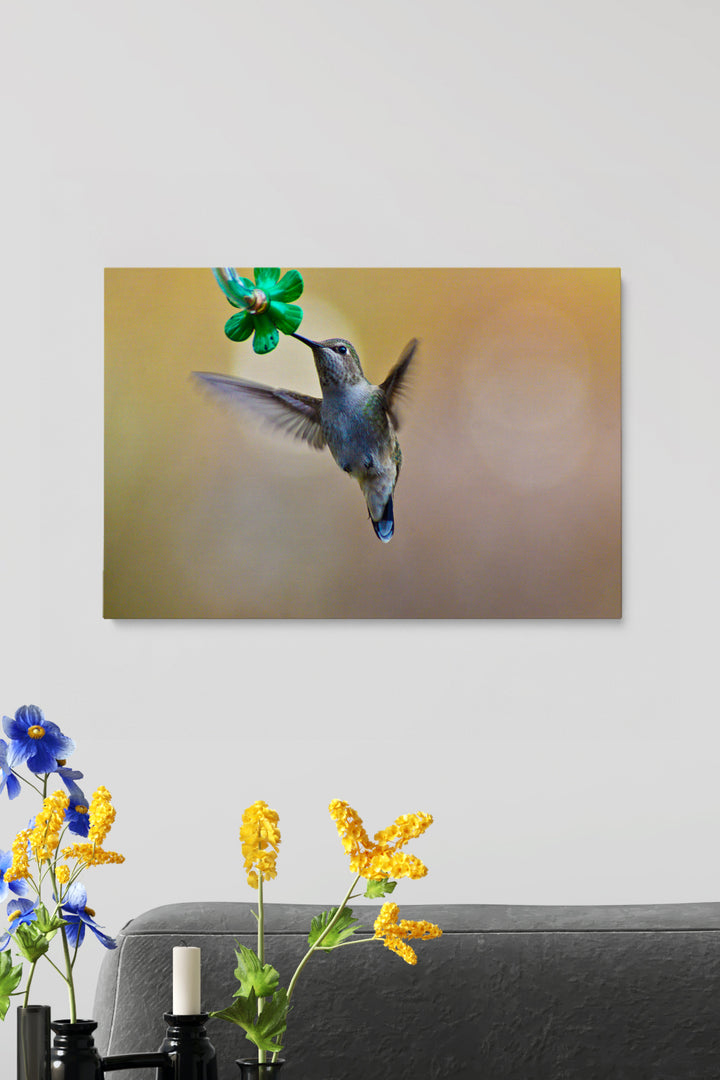 Colibri Eating