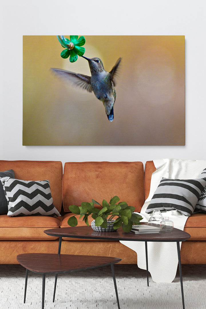 Colibri Eating