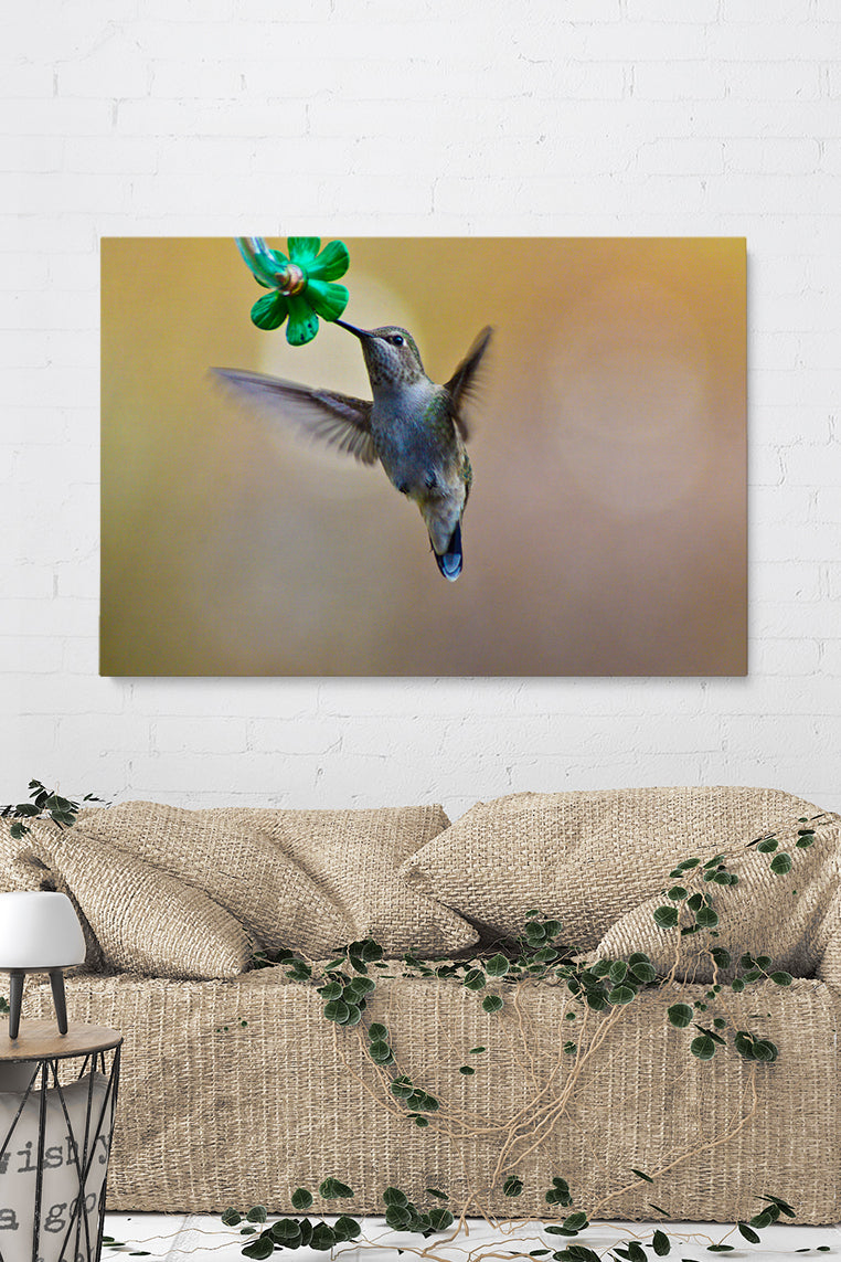 Colibri Eating