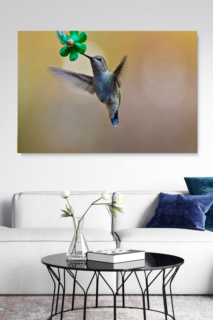 Colibri Eating