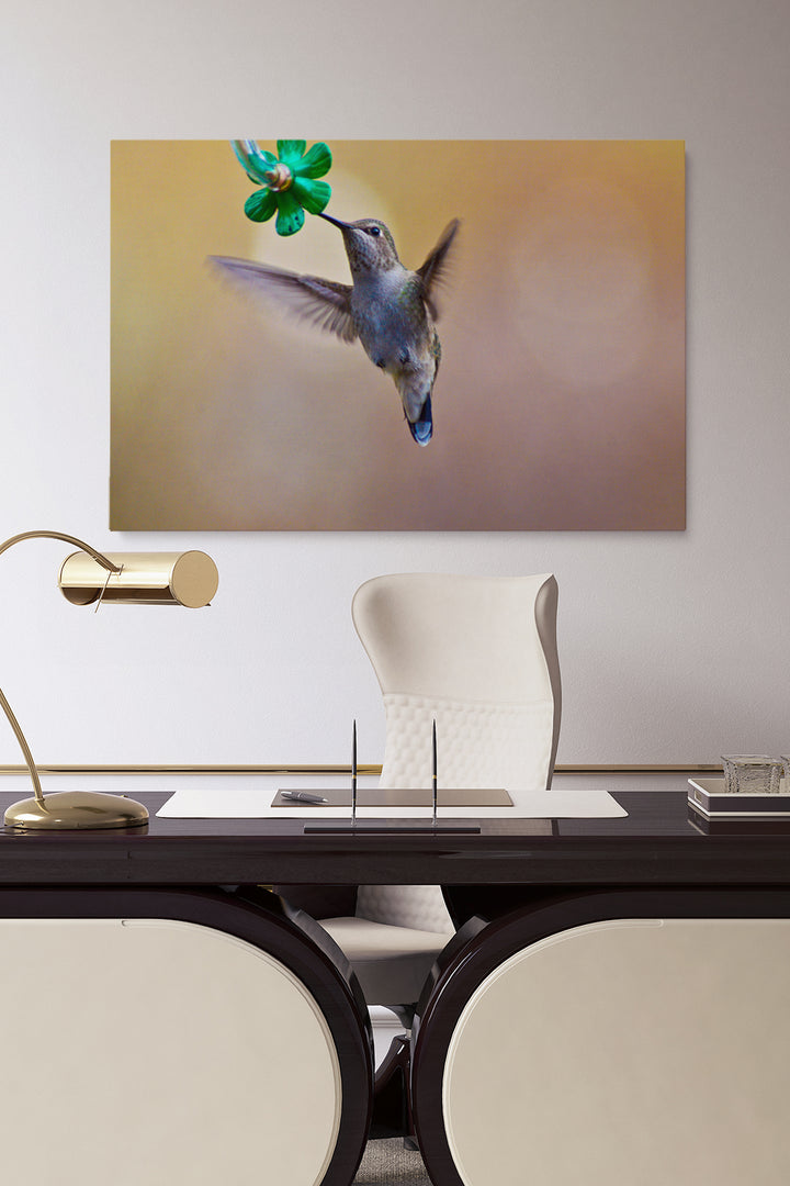 Colibri Eating