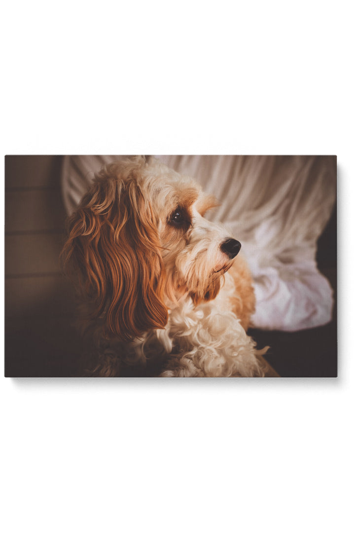 Curly Dog