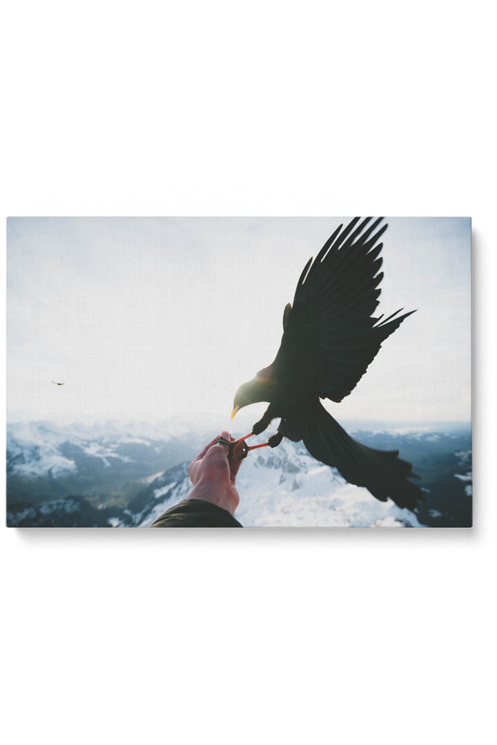 Vögel füttern