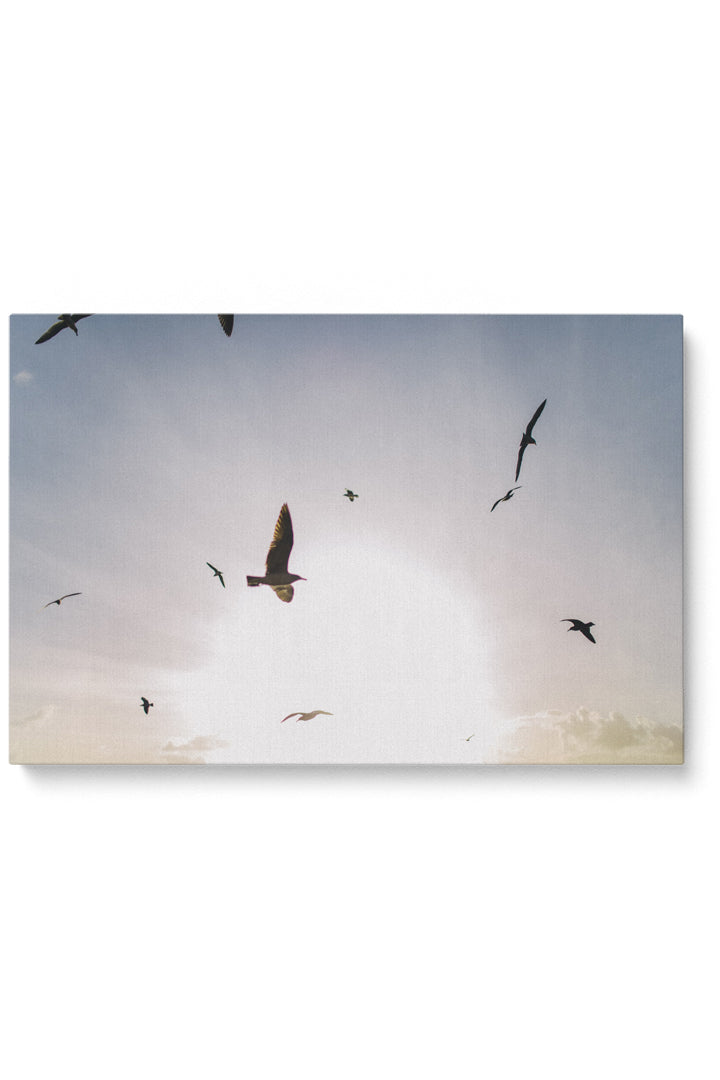 Fliegende Vögel