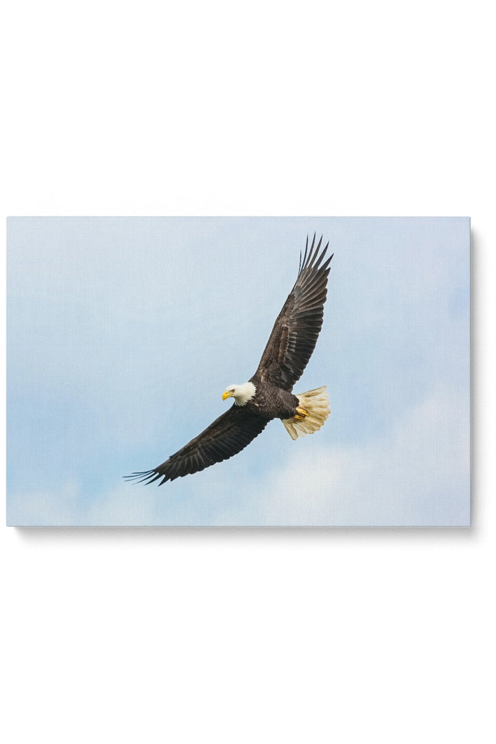 Flying Eagle