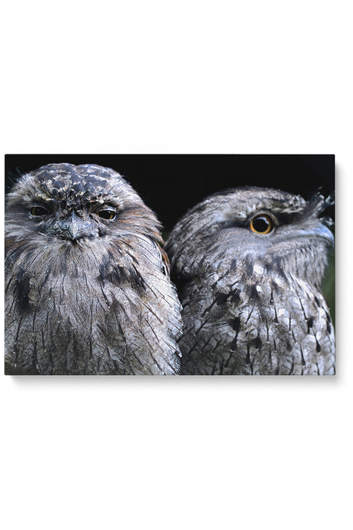 Focus Owl Birds