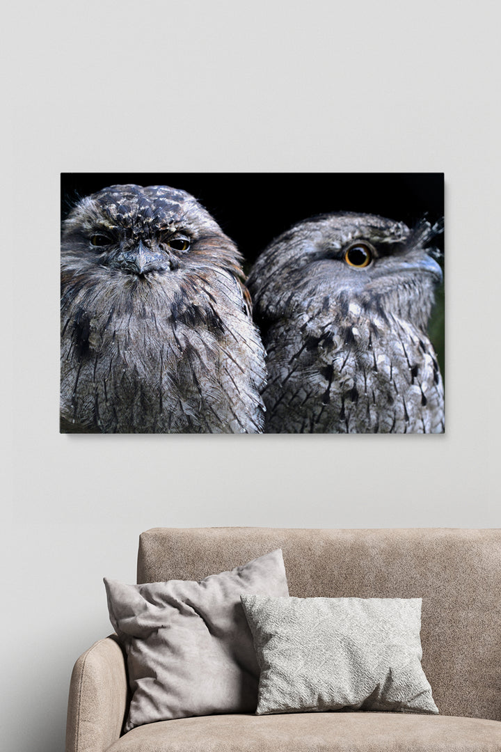 Focus Owl Birds