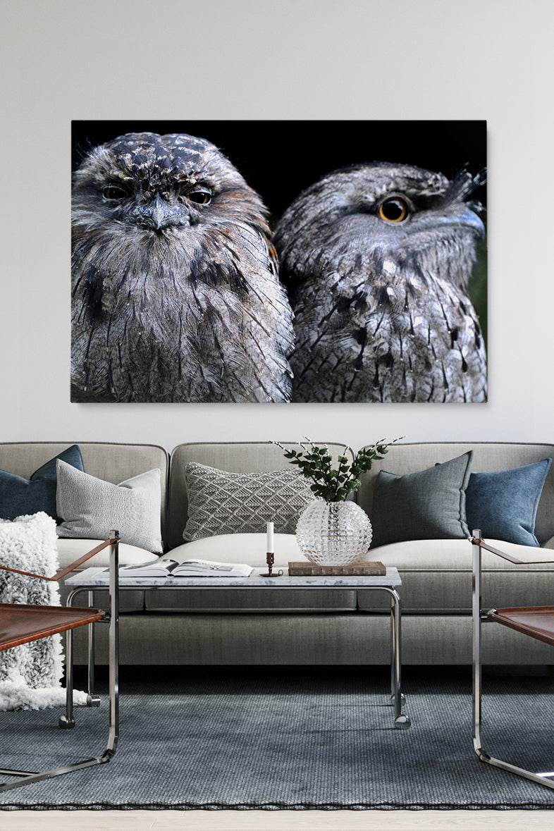 Focus Owl Birds