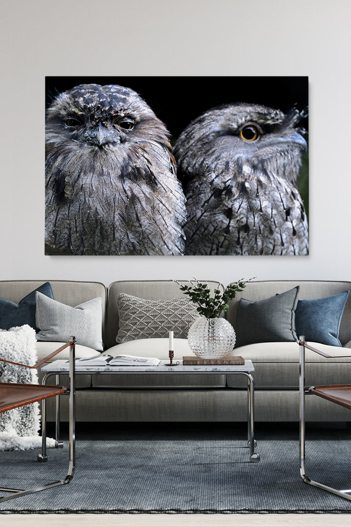 Focus Owl Birds