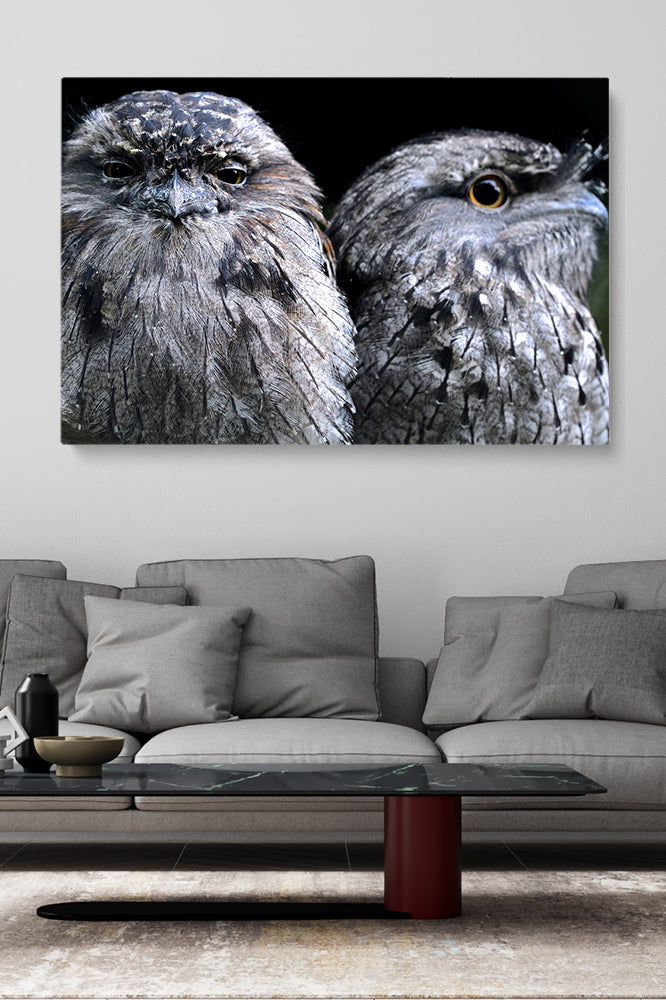 Focus Owl Birds