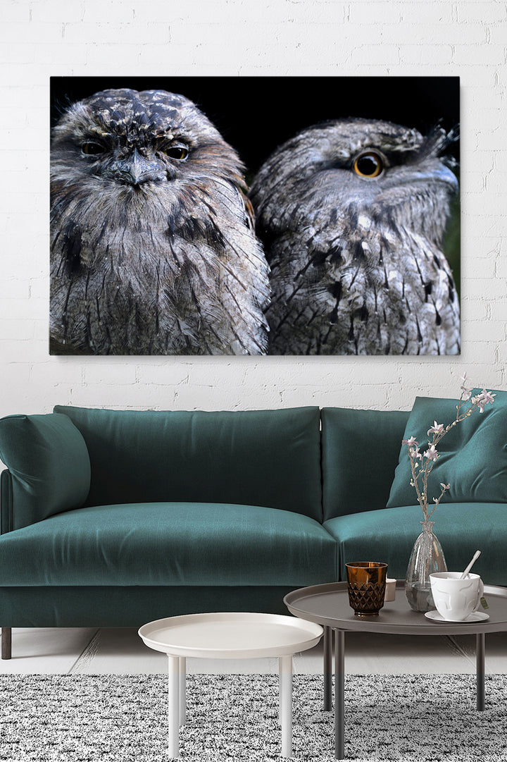 Focus Owl Birds