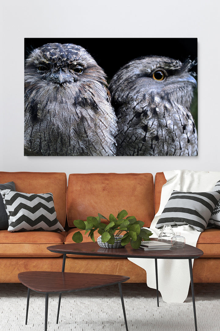 Focus Owl Birds