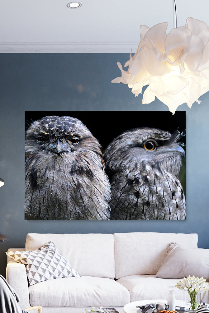 Focus Owl Birds
