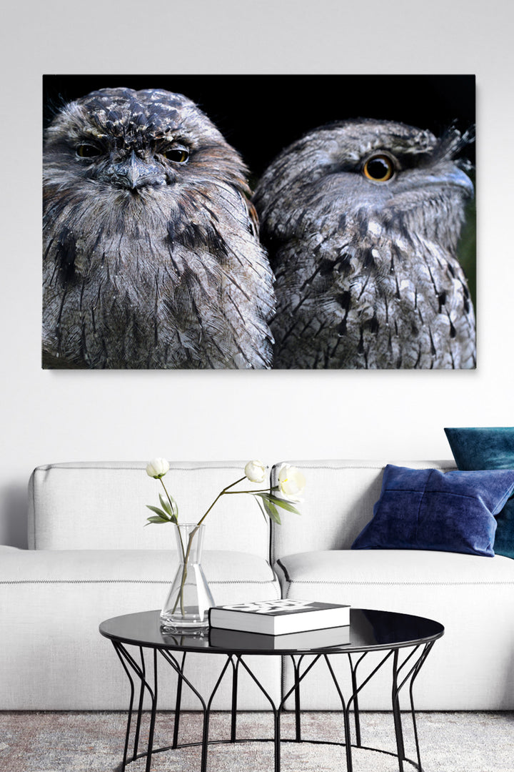 Focus Owl Birds