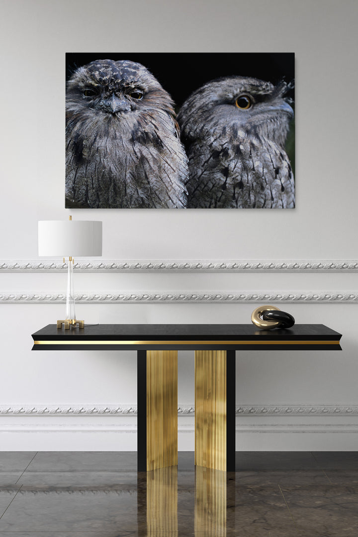 Focus Owl Birds