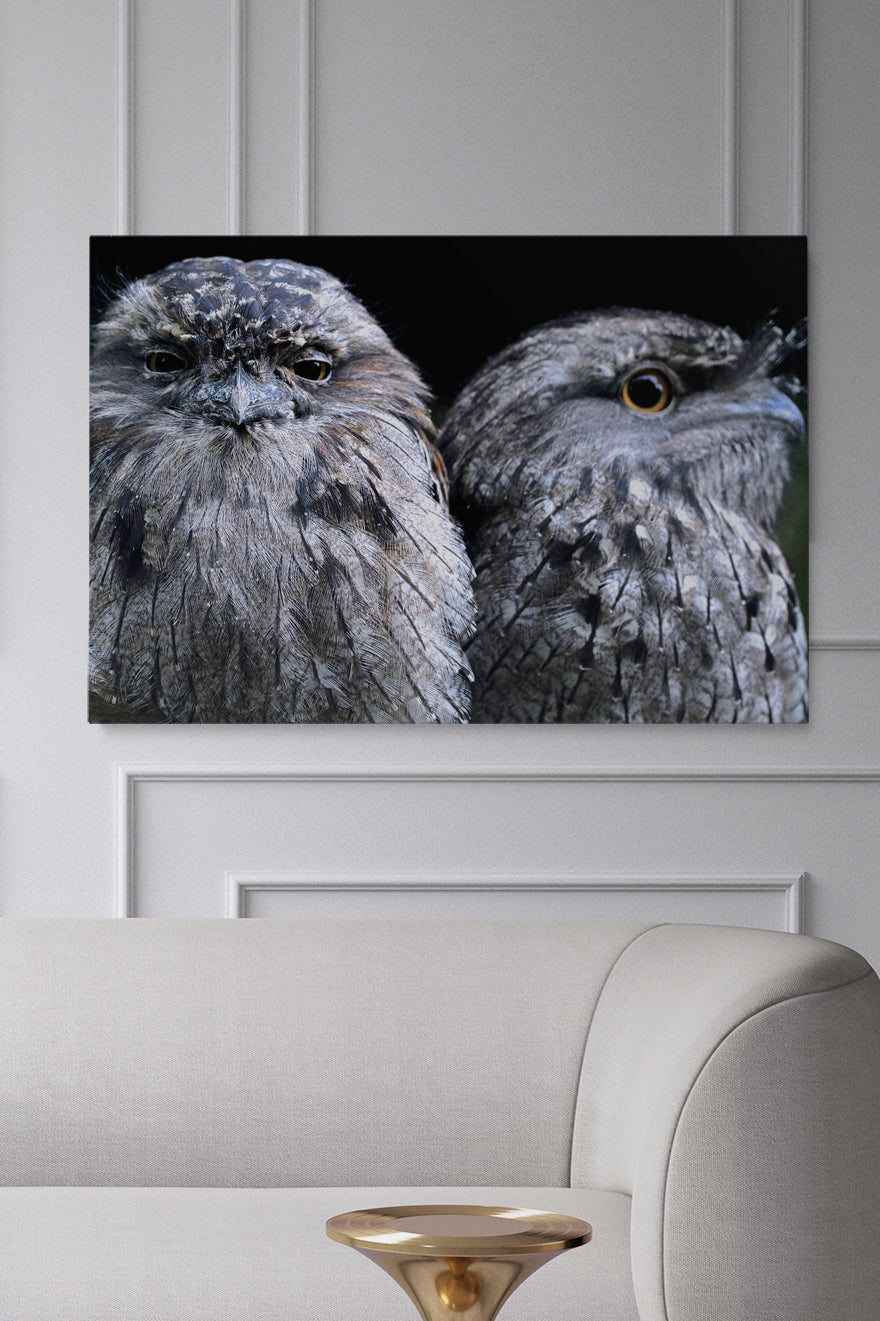 Focus Owl Birds