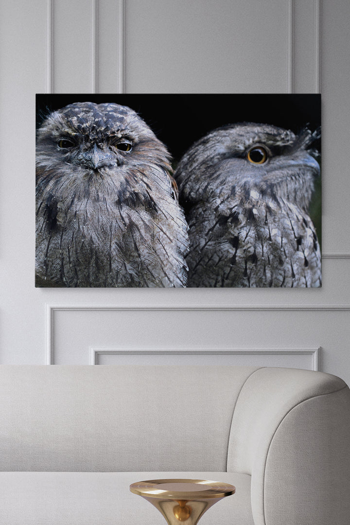 Focus Owl Birds