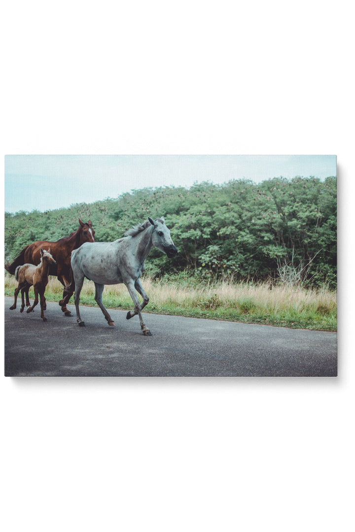 Horse Family