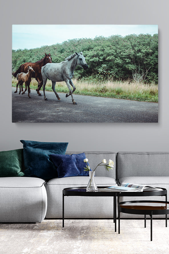 Horse Family