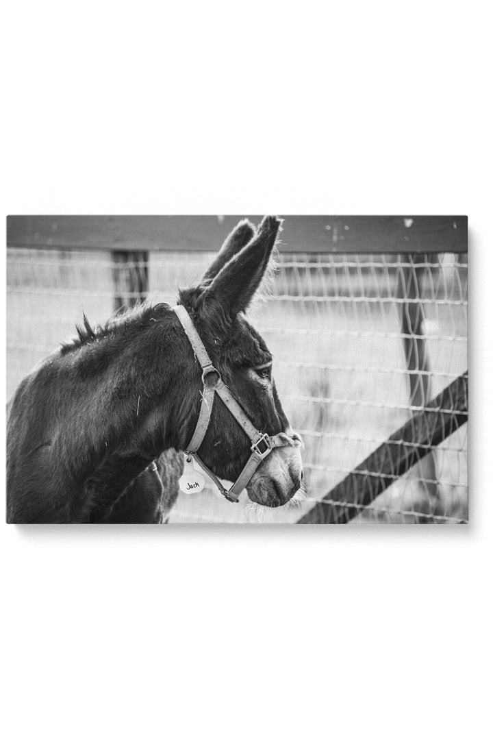 Jack Donkey