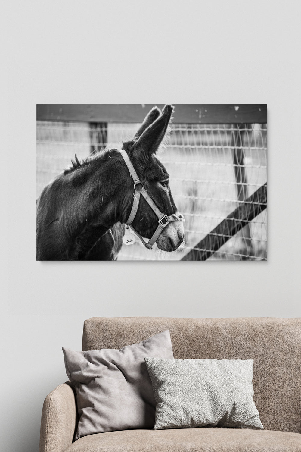 Jack Donkey