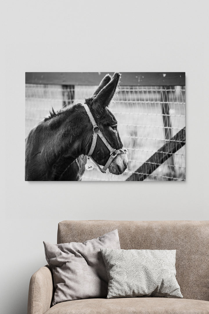 Jack Donkey