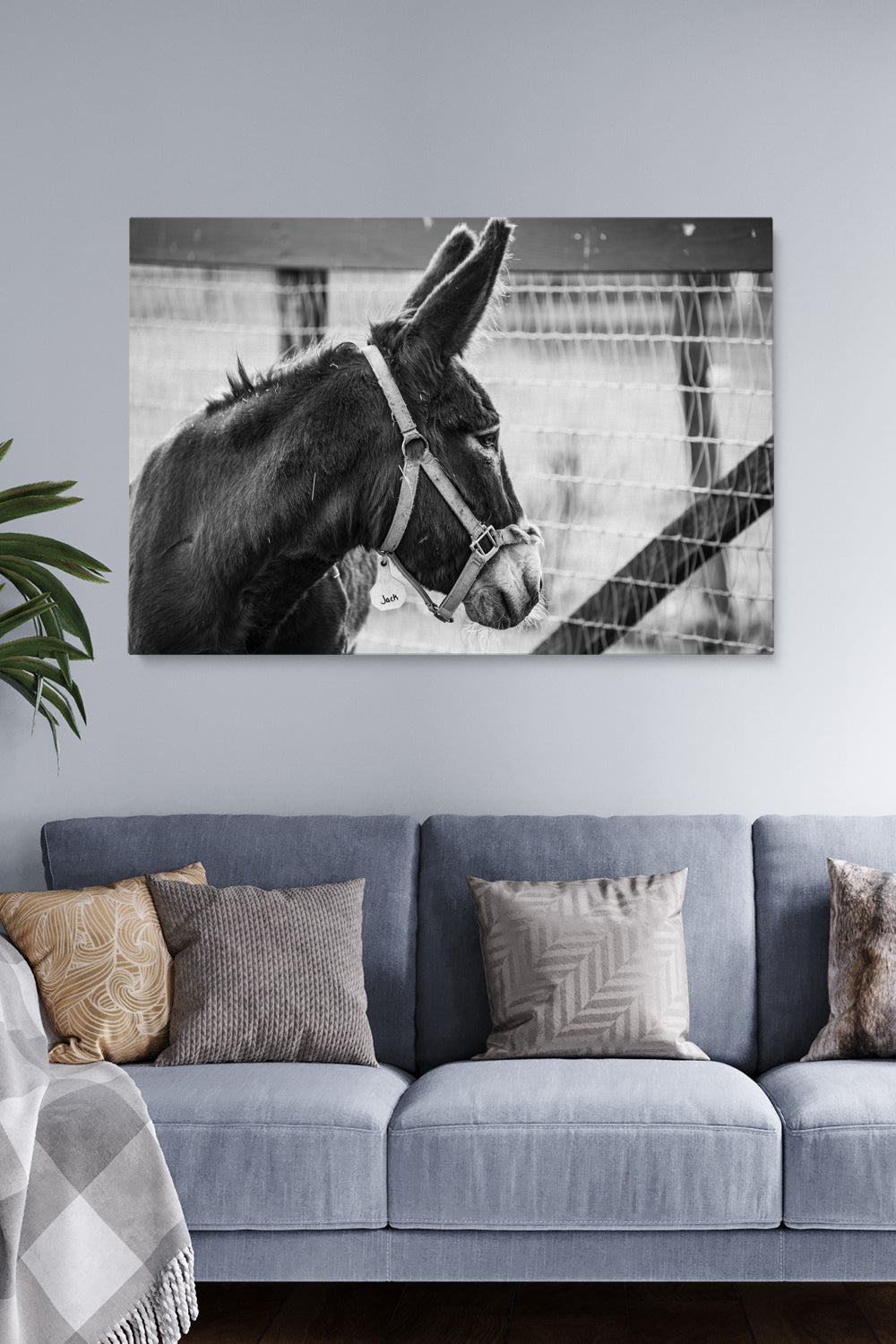Jack Donkey