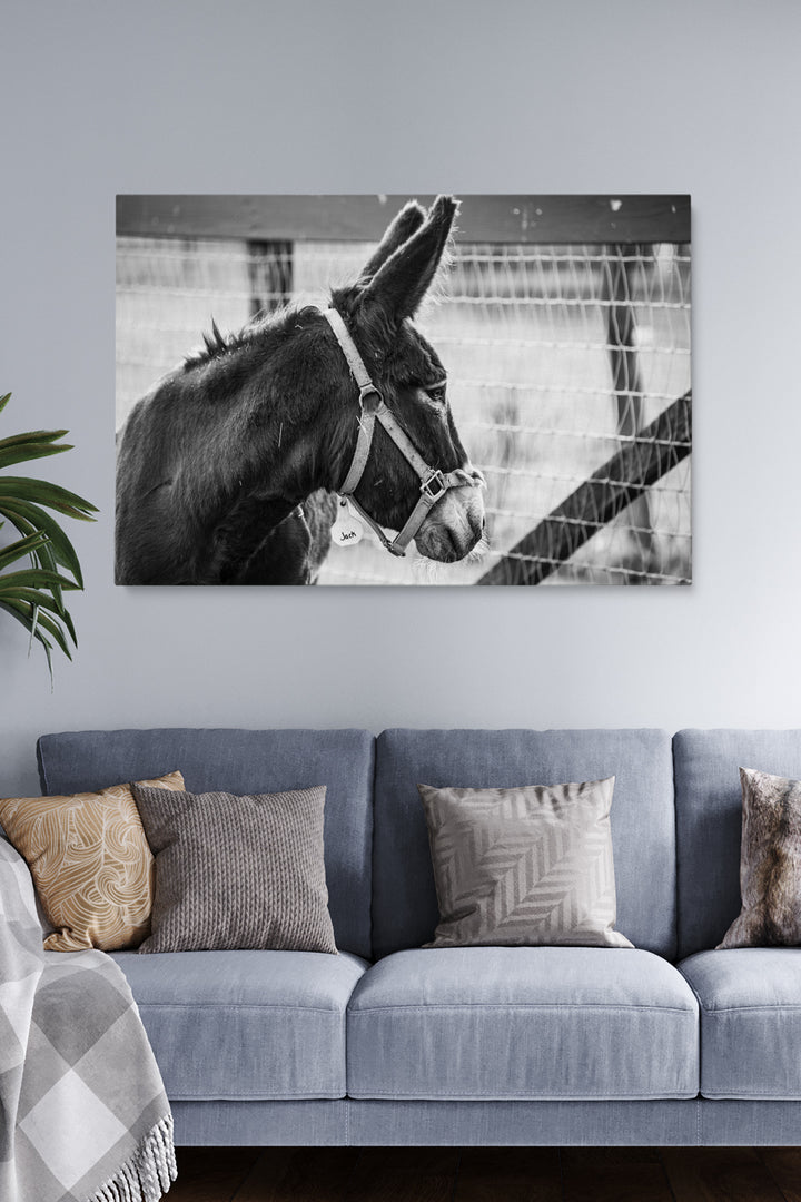 Jack Donkey