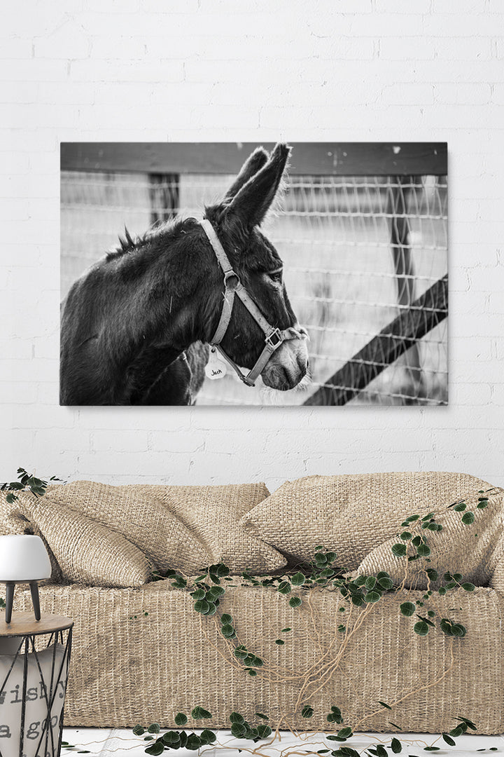 Jack Donkey