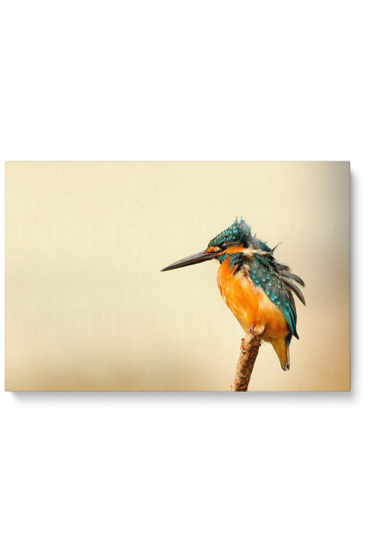 Kingfisher