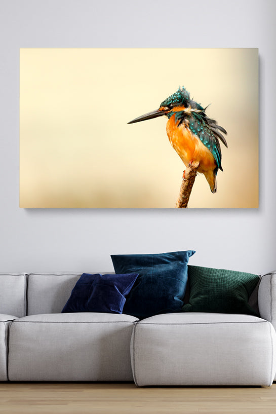 Kingfisher