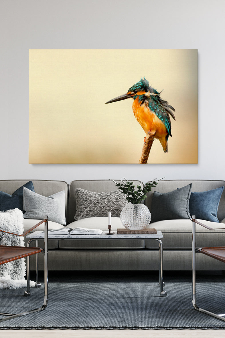 Kingfisher