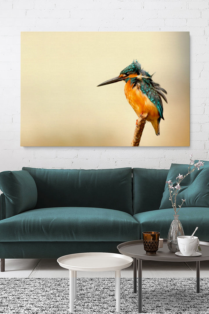 Kingfisher