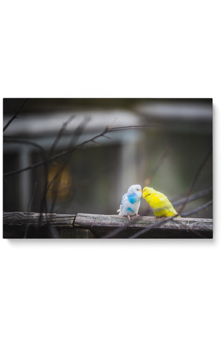 Küssende Vögel