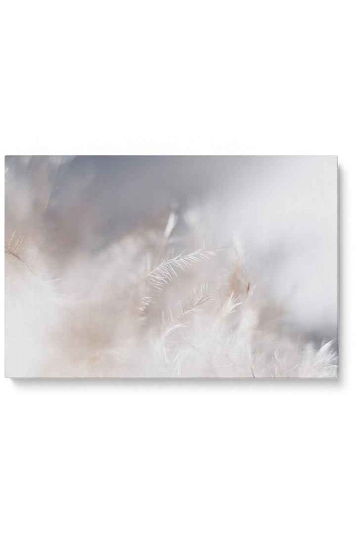 Macro Feather