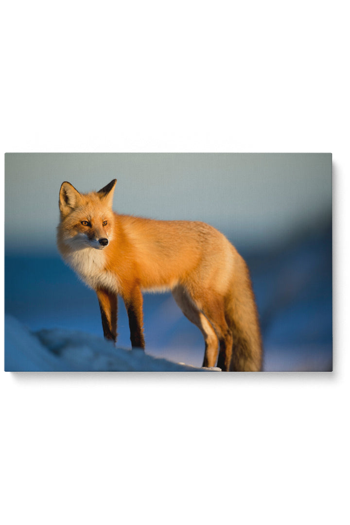 Nordic Fox