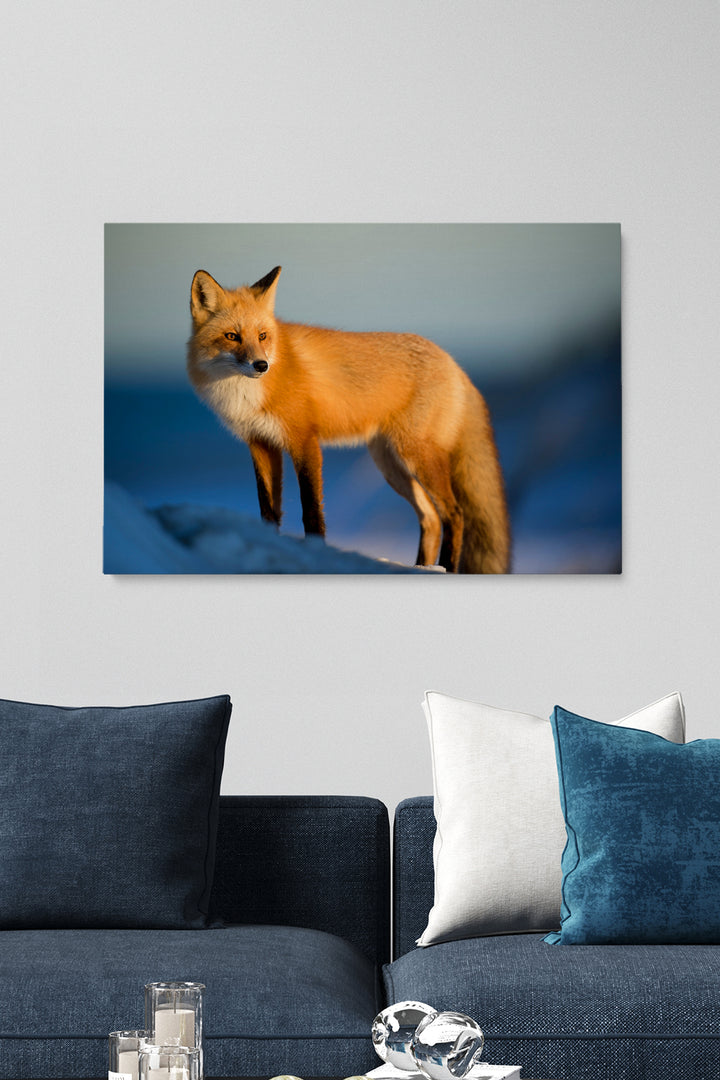 Nordic Fox