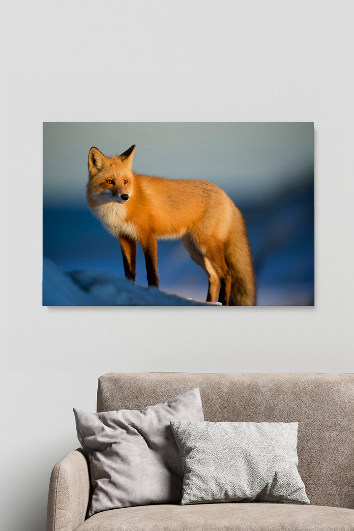 Nordic Fox