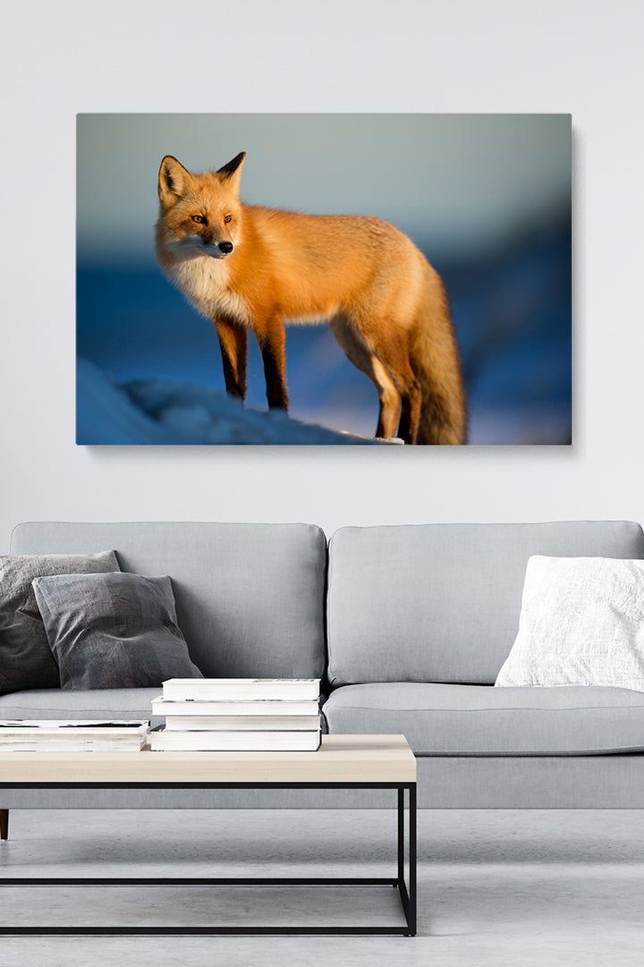 Nordic Fox